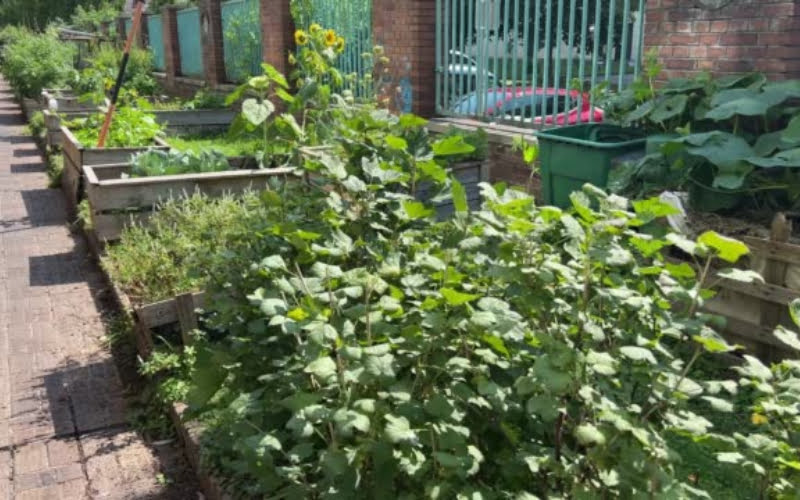 Raised Garden Beds For Sale