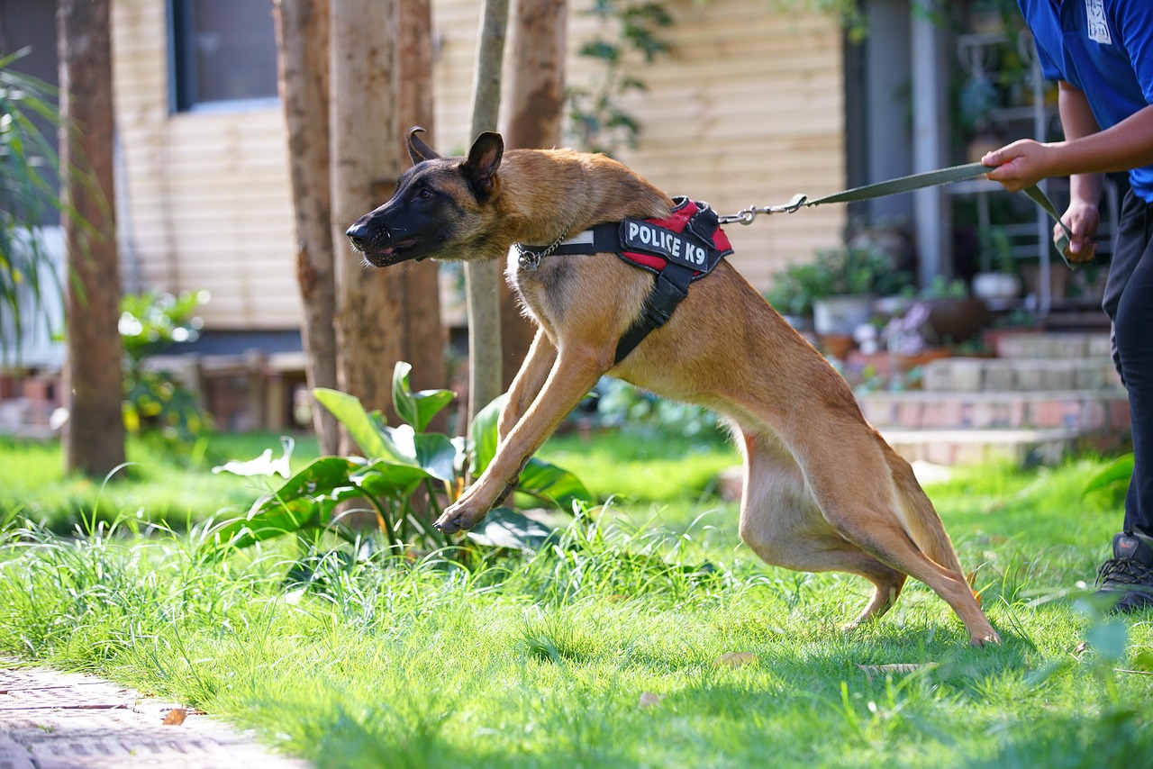 Why You Should Consult a Dog Bite Prevention Expert?